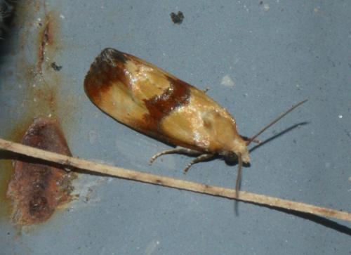 Réf. 212 437 : Eupoecilia sanguisorbana